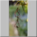 Pyrrhosoma nymphula - Fruehe Adonisjungfer 11.jpg